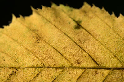 Close-up of autumn leaf