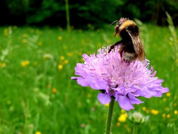 Close-up of bee pollinating on purple flower