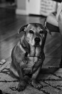 Close-up portrait of dog sitting on floor