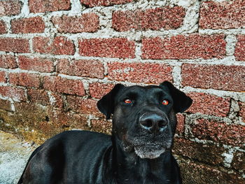 Portrait of black dog against brick wall