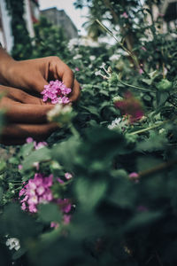Close-up of hand touching flowers on field