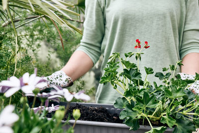 Woman gardener controls geranium leaves in the garden. spring gardening. green house