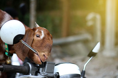 Close-up of a goat