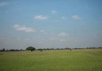 Scenic view of agricultural field against sky