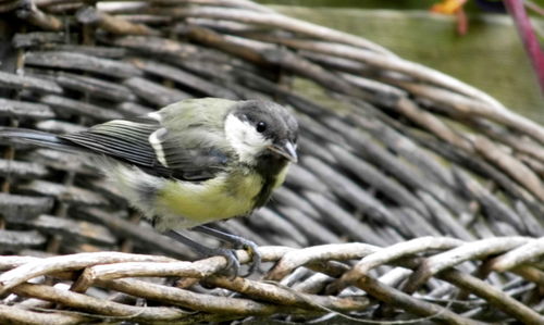 Close-up of great tit perching outdoors