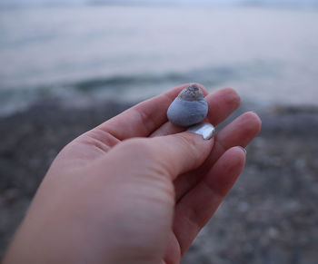 Close-up of hand holding shell at beach