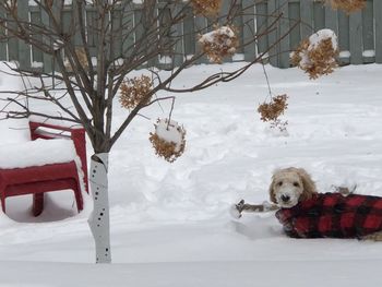 Dog on snow covered field