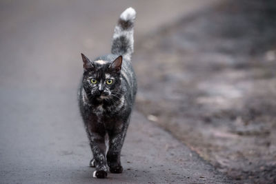 Portrait of cat on road