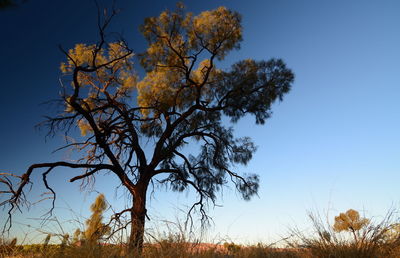 Low angle view of trees against clear blue sky