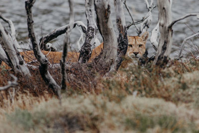 Cougar by plants and trees