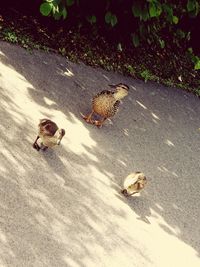 High angle view of crab on road