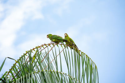 Low angle view of bird perching on plant against sky