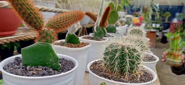 Close-up of potted plants