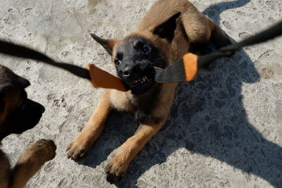 High angle view of dog looking at camera