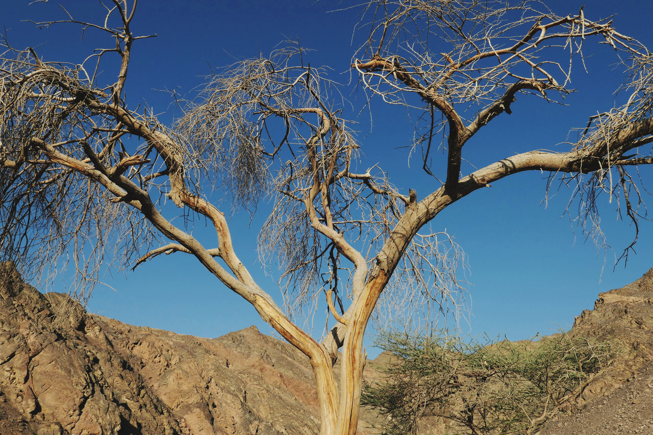 LOW ANGLE VIEW OF BARE TREE AGAINST SKY