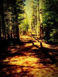 Trees in forest