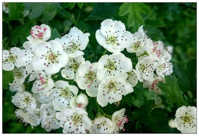 Close-up of white flowers