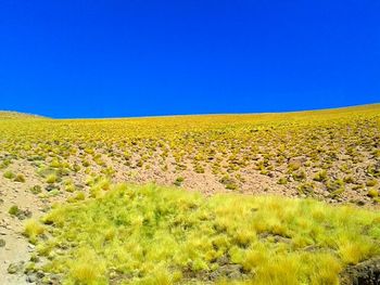 Scenic view of field against clear sky