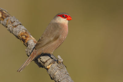 Close-up of bird perching on branch