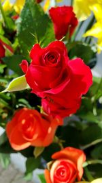 Close-up of red flowers blooming outdoors