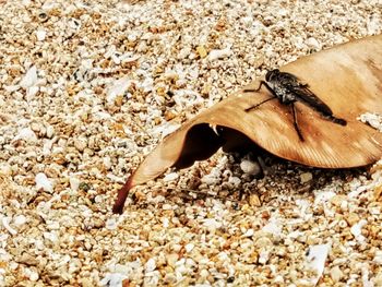 Close-up of insect on beach