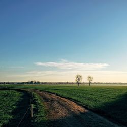 View of field with trees in background