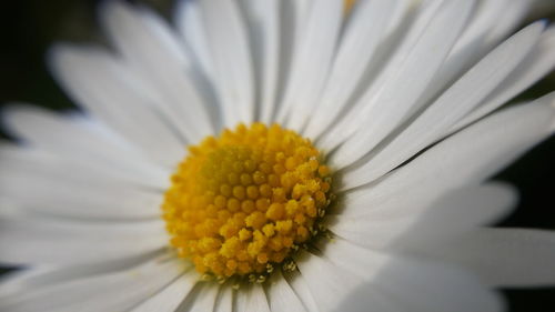 Close-up of white daisy blooming outdoors