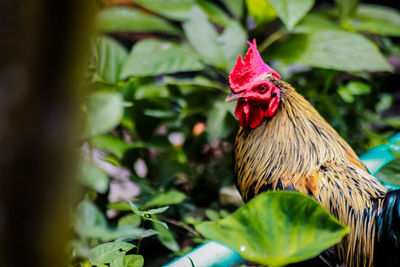 Close-up of rooster