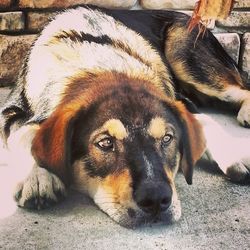 Portrait of a dog resting