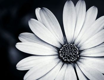 Close-up of white daisy blooming outdoors