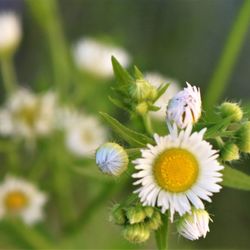 Close-up of flowers blooming outdoors