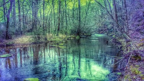 Reflection of trees in lake