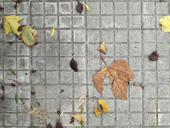 High angle view of maple leaves on footpath