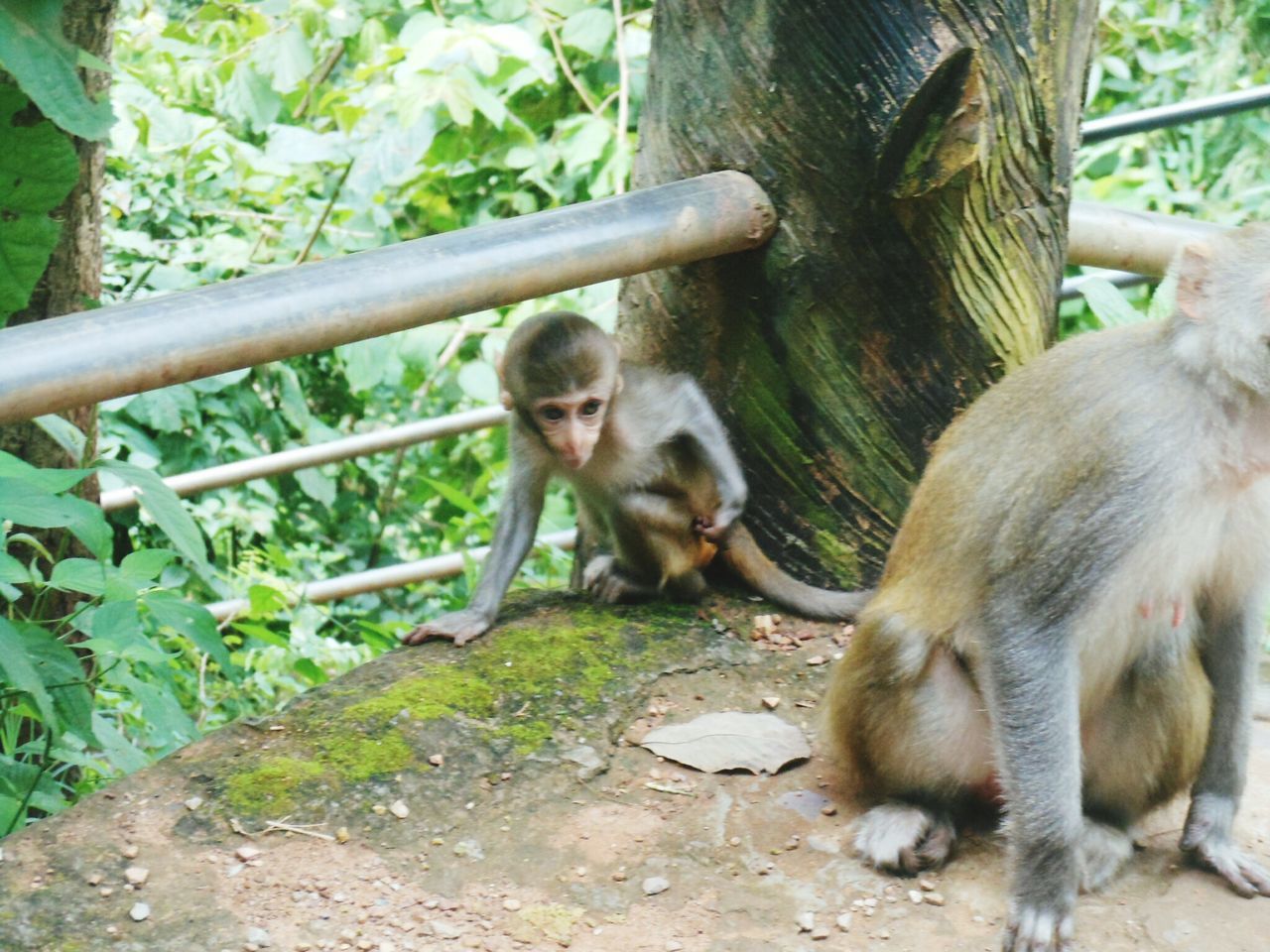 A cute monkey animal trees