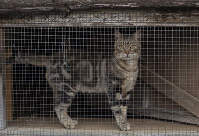 Portrait of cat sitting in cage