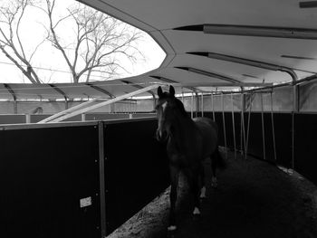 Dog on horse cart