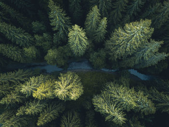 Full frame shot of fresh green plants in forest