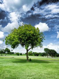 Tree on field against sky