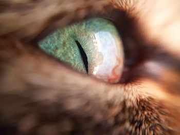 Cropped image of cat eye