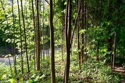 Bamboo trees in forest
