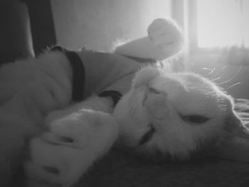 Close-up of cat sleeping at home