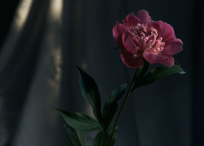 Close-up of rose bouquet