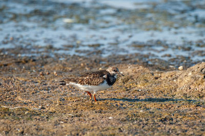 Close-up of bird perching on field