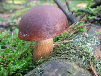 Close-up of mushroom growing outdoors