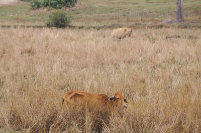 Horses grazing on grassy field