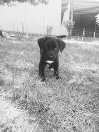 Portrait of dog sitting on grass