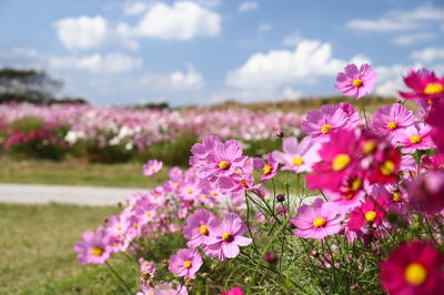 Close-up of pink flowering plants on field