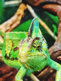 Close-up of lizard on tree