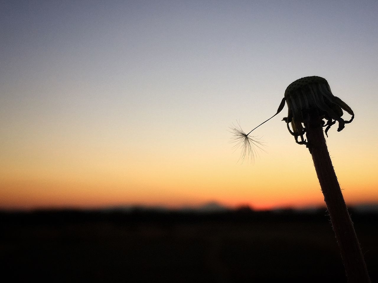 clear sky, silhouette, sunset, copy space, focus on foreground, nature, close-up, barbed wire, stem, tranquility, field, beauty in nature, outdoors, no people, plant, sky, dry, dusk, landscape, tranquil scene