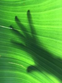 Macro shot of leaves